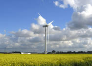 Wind turbine in a field of oilseed plants.